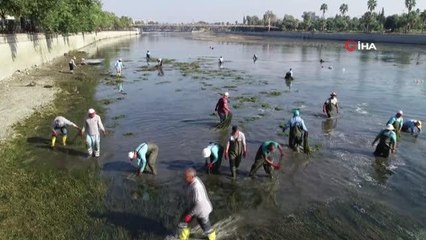 Seyhan Nehri'ni istila eden yosunlar temizleniyor