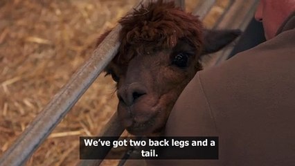 This Week On The Farm Emergency Alpaca birth
