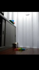 Si kucing kampung blasteran jadinya bagus banget. Funny cute cats