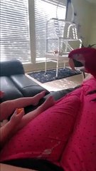 Clever Macaw Meets a New Friend