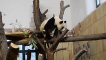 Funny Animals-Panda loves to play #zooanimals #animalsforkids #zooschönbrunn