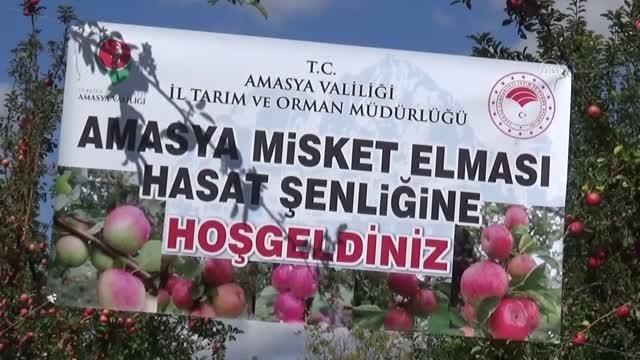 Coğrafi işaret tescilli misket elmasında hasat zamanı