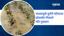 Rain Updates Osmanabad : पावसामुळे तुरोरी परिसरात सोयाबीन पिकाचे मोठे नुकसान