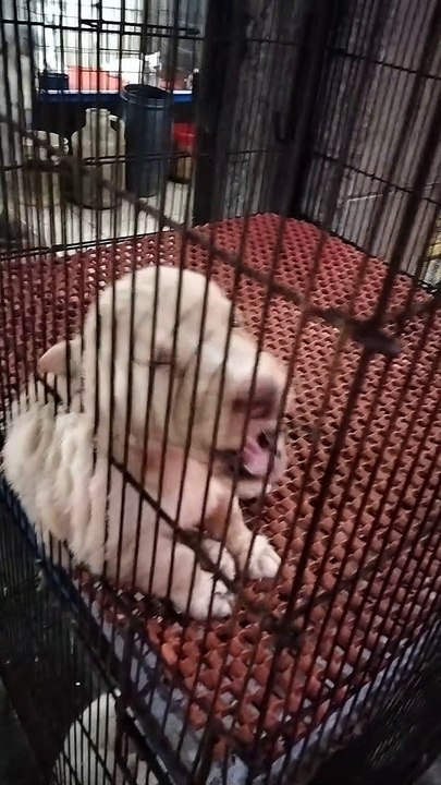 Cute Dog Puppy Sounds | Puppy videos | Kingdom Of Awais