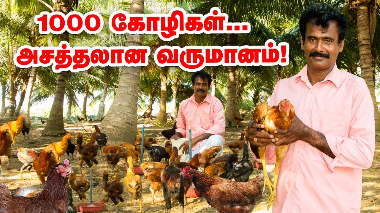 நாட்டுக்கோழி வளர்ப்பு Less Investment நல்ல Income ! _ Country Chicken Pasumai Vikatan