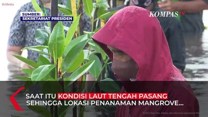 Nyemplung Pantai Saat Tanam Mangrove, Jokowi: Masa Saya di Darat Sendiri