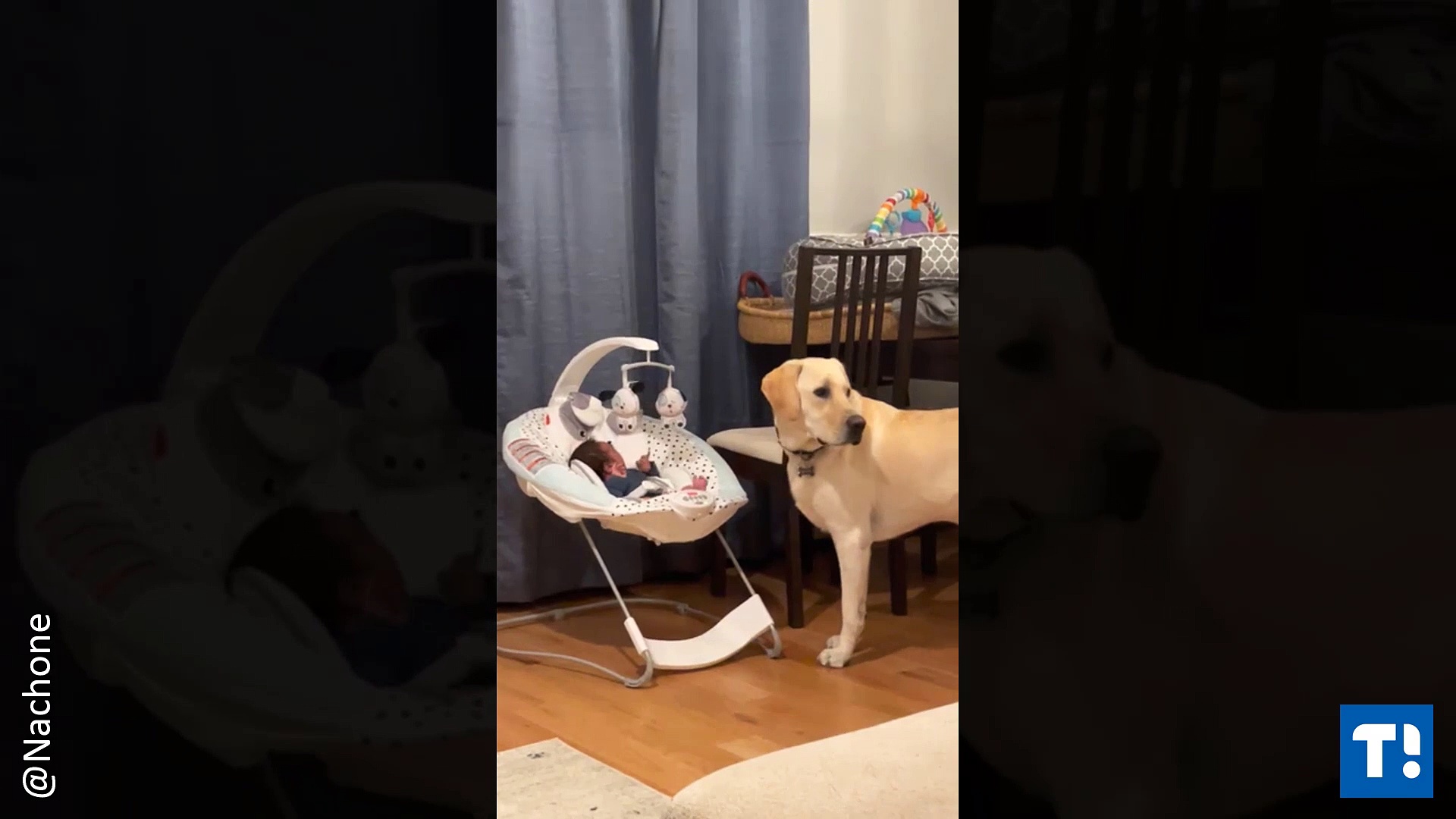 Lab Gently Licks New Brother