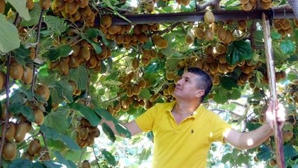 "Burada kivi yetişmez" diyenlere aldırmadı, şimdi Ukrayna'ya ihraç ediyor