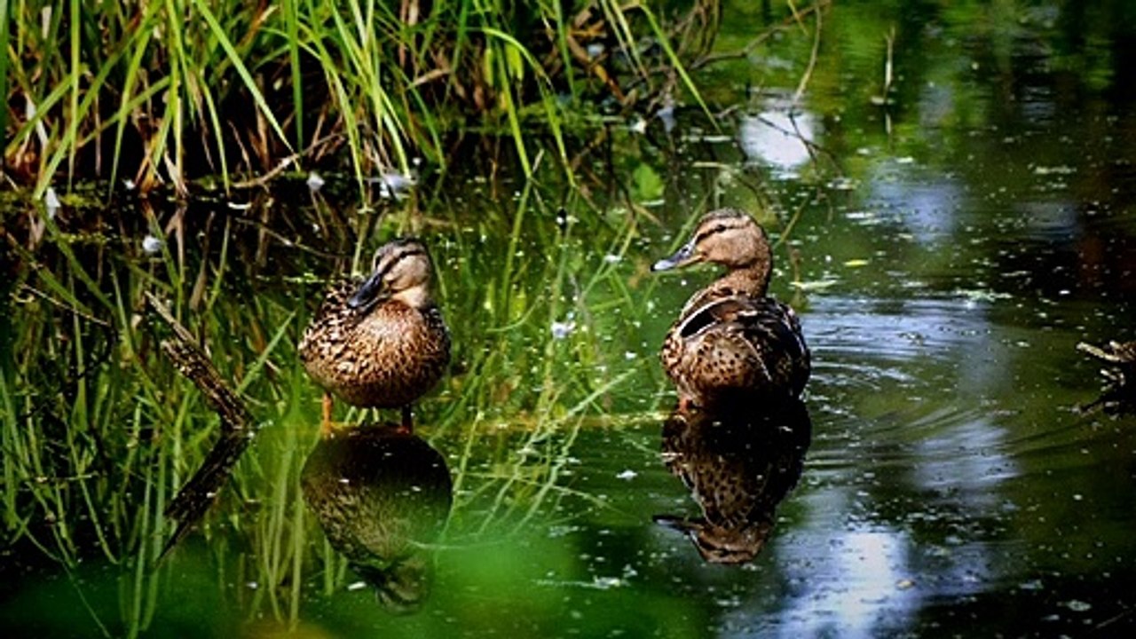 Beautiful Relaxing Music For Stress Relief, Meditation Sleep Music