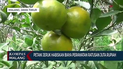 Petani Jeruk Rugi Ratusan Juta Rupiah Akibat PPKM