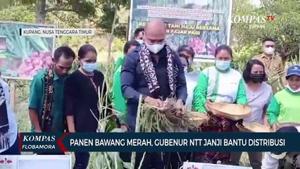 Panen Bawang Merah, Gubenur NTT Janji Bantu Distribusi