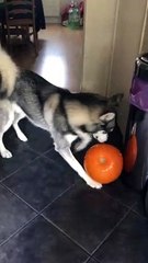 Playful Husky Steals Pumpkin