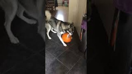 Playful Husky Steals Pumpkin