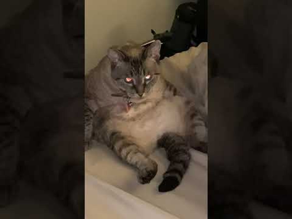 Laid Back Kitty Relaxes in Strange Position
