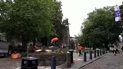 Prominent tree outside Sheffield Cathedral felled by council