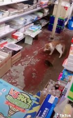 Cute Is Not Enough  Funny Cats and Dogs Videos Compilation 2018 #18