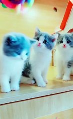 Cute Cats Doing Funny Things  Cutest Cats In The World 2018 #2