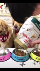 Cute Is Not Enough  Funny Cats and Dogs Videos Compilation 2018 #17