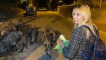 Fethiye'de merkeze inen domuzları turistler elleriyle besliyor