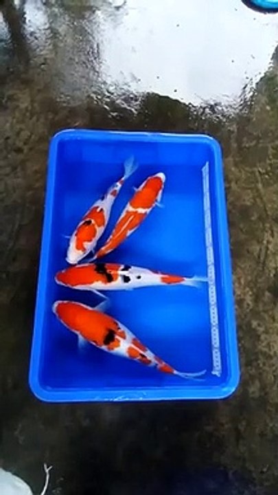 Koi mix original