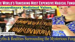 Himalayan Gold Rush Vanishing|'दुनिया का सबसे महंगा|Health Benefits Reaction Uses|Myths & Realities