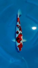 Koi SANKE original color