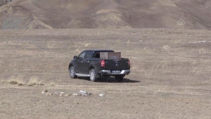Yavruyken dağda bulunup 5 ay beslenen 4 kurt doğaya salındı
