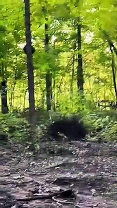 Golf Ball Acts Like Boomerang