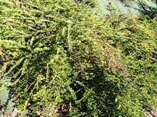 Maguo Performs 'Complicated' by Avril Lavigne 🎤