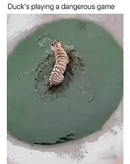 Duck Playing with Death