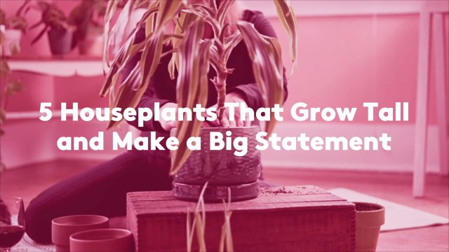 5 Houseplants That Grow Tall and Make a Big Statement