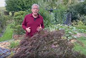 Roland Motte, jardinier : plantez un érable japonais, c'est apporter de l'élégance à votre jardin