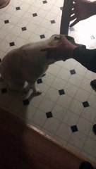 Laser Pointer Duct Taped to Dog's Head