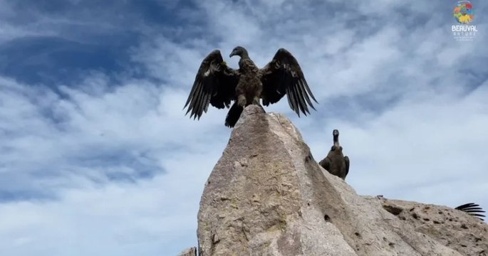 Beauval : une femelle condor née au zoo a été relâchée en Argentine