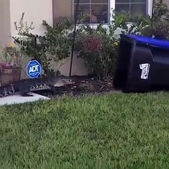 Il tente d'attraper un alligator avec une poubelle