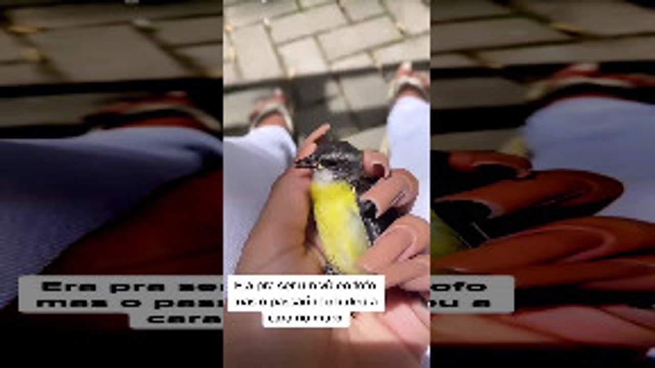 Little Bird Face Plants Into Wall