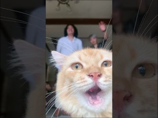 Cute Cat Steals Spotlight