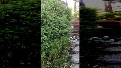 Bear and Cubs Reunited After Causing Some Commotion