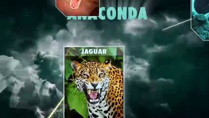 Documental 72 animales peligrosos | Trailer