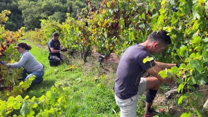 Des vendanges solidaires pour les pompiers non vaccinés