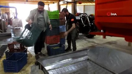 Edremit Körfezinde zeytinyağlarındaki yüksek kalite sevindirdi