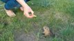 It Turns Out That Southeastern Pocket Gophers Glow in the Dark