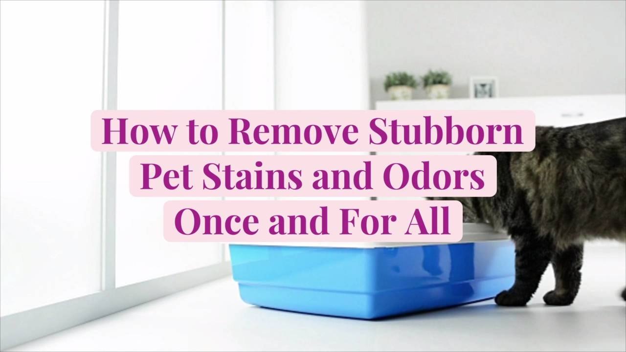 How to Remove Stubborn Pet Stains and Odors Once and For All