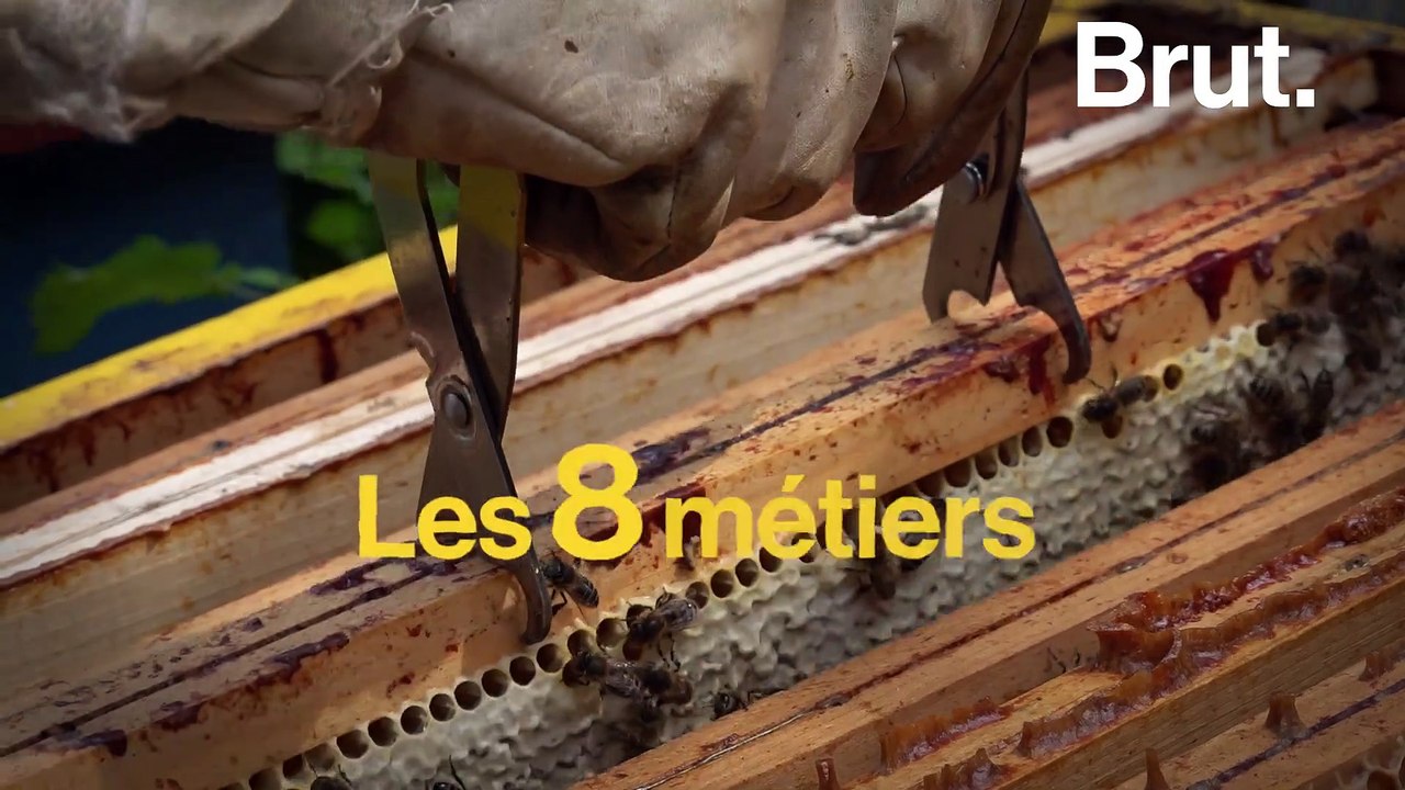Les 8 métiers des abeilles