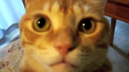 Supercats_ Episode 1 — Moar Hilarious Cat Videos!