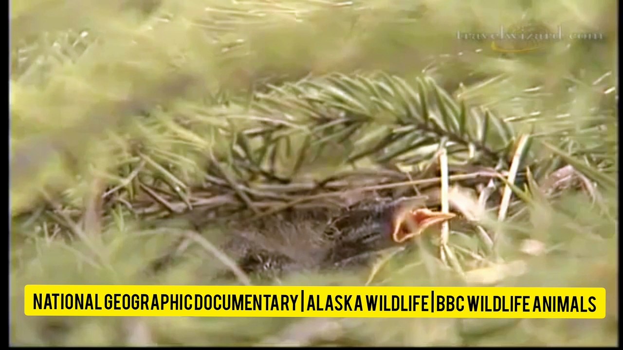 Alaska Wildlife _National Geographic Documentary _ BBC Wildlife Animals