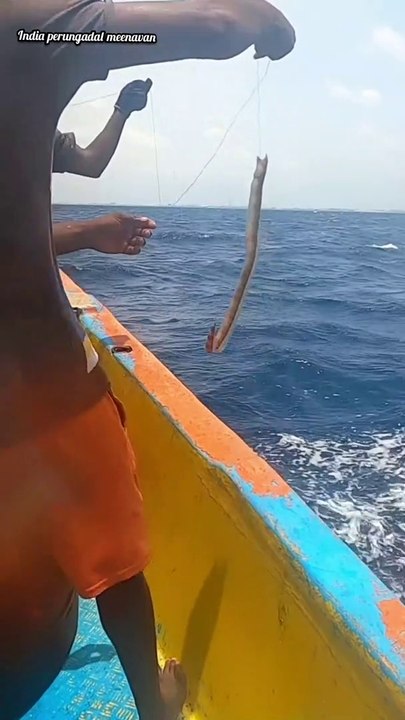 Dangerous sea snake catching_- short_- ( 1920 X 1080 )