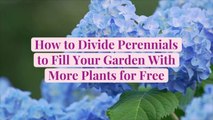 How to Divide Perennials to Fill Your Garden With More Plants for Free