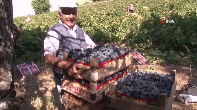 İki asırlık bağlarda üzüm hasadı devam ediyor