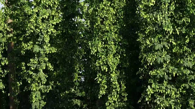 Brewers Say Wildfire Smoke Is Putting Pacific Northwest Hops at Risk